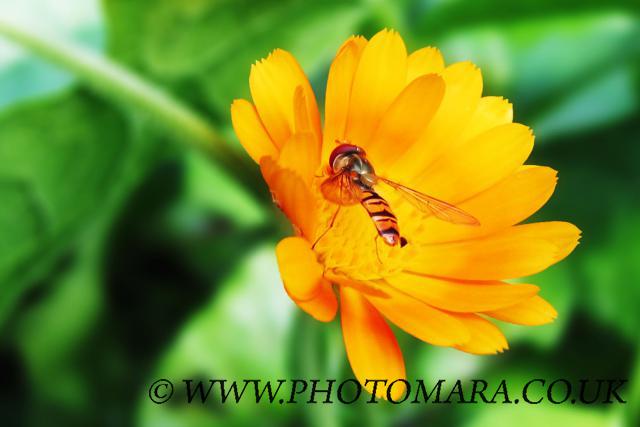Nectar Gathering