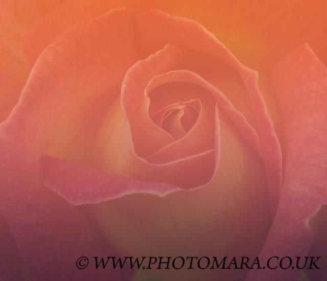 Soft Rose