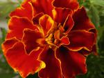 French Marigold